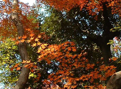殿ケ谷戸庭園の紅葉